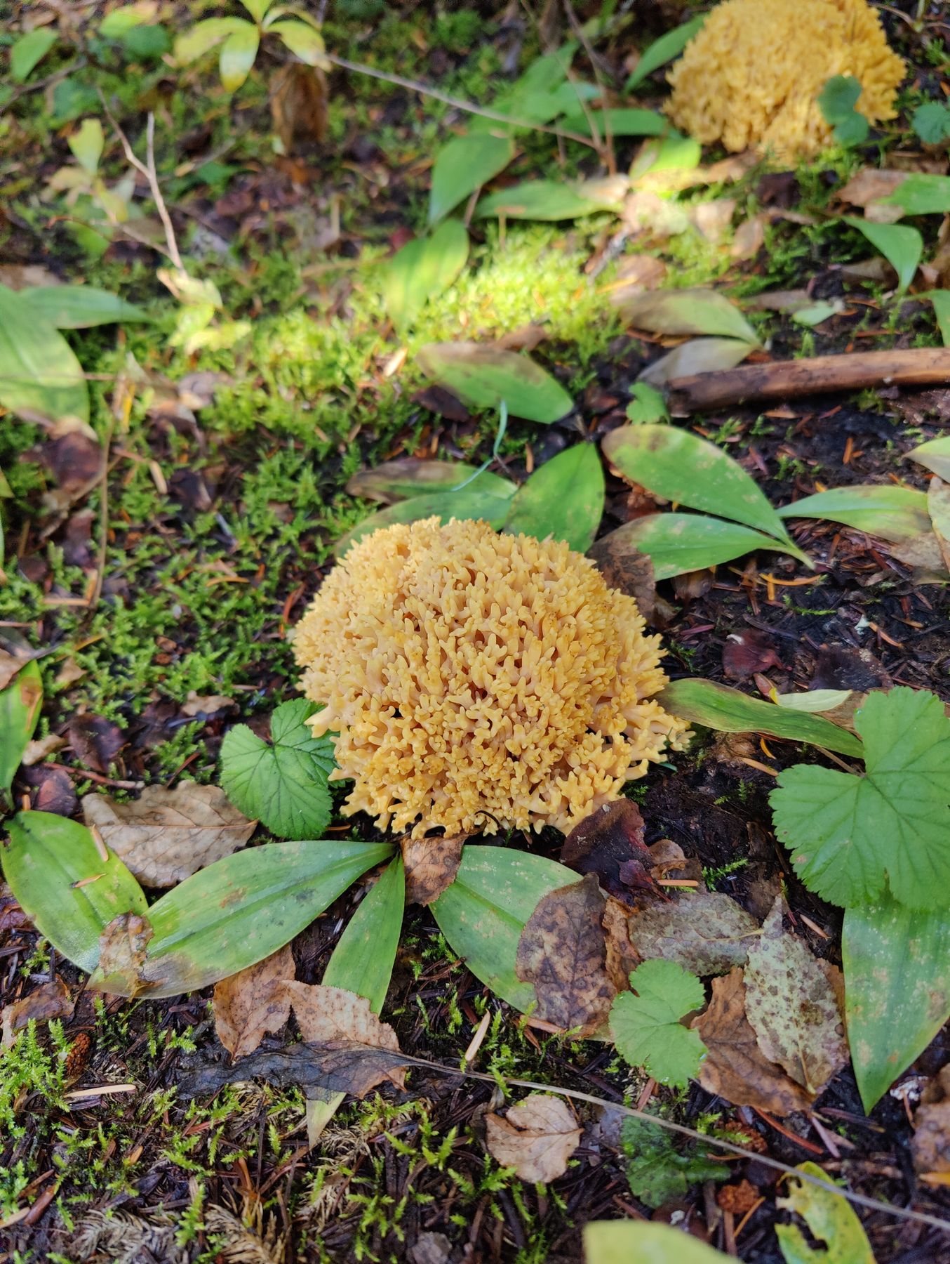 Cauliflower mushroom