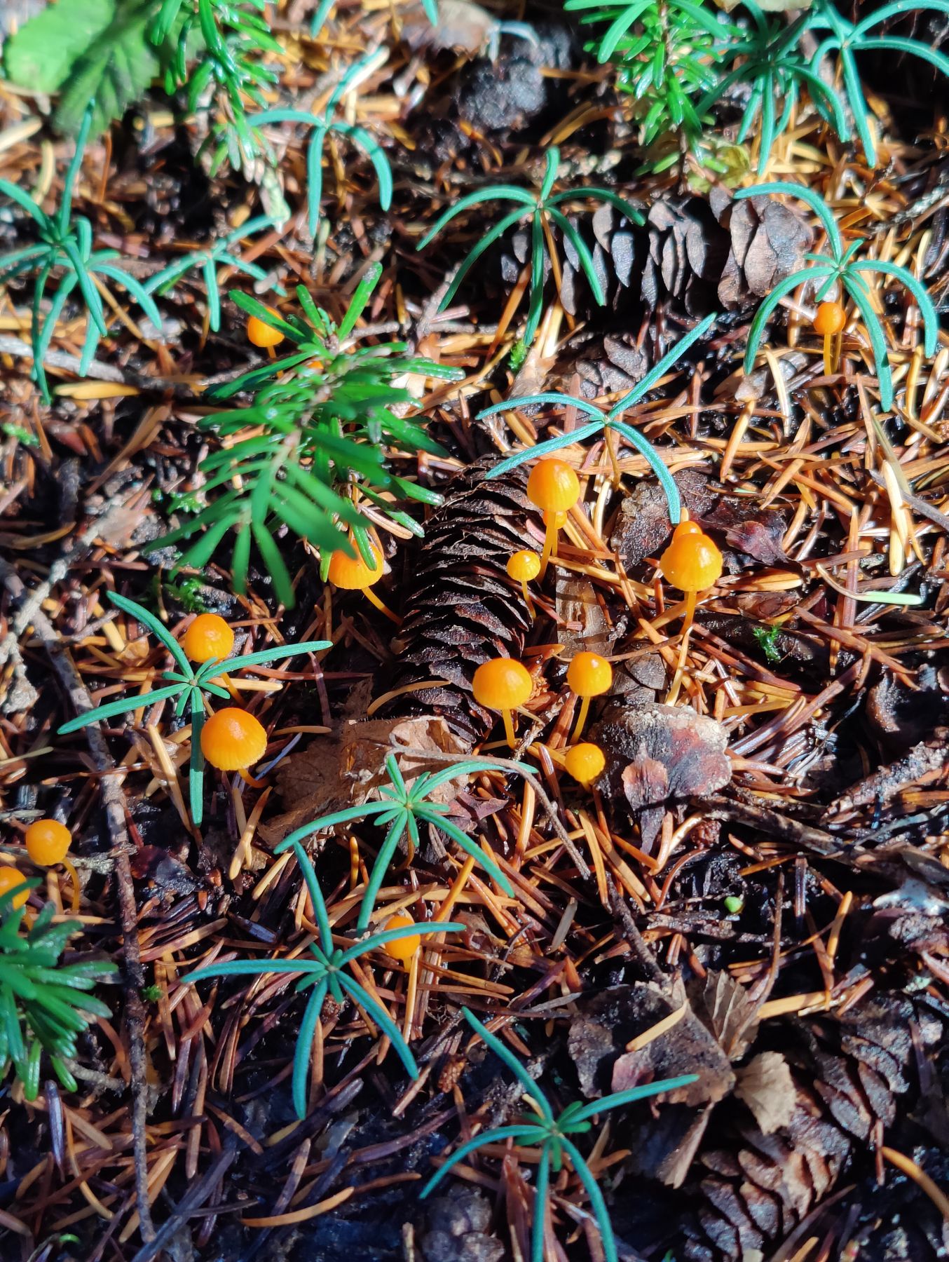Orange mushrooms on the forest floor